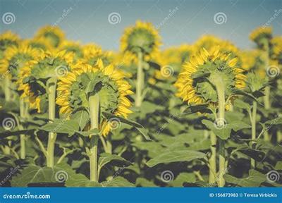 網絡推廣員工作好做嗎_加盟推廣怎么做